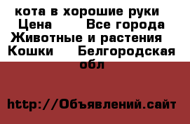 кота в хорошие руки › Цена ­ 0 - Все города Животные и растения » Кошки   . Белгородская обл.